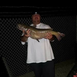 Meet your Posher, Tony